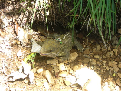 tuatara